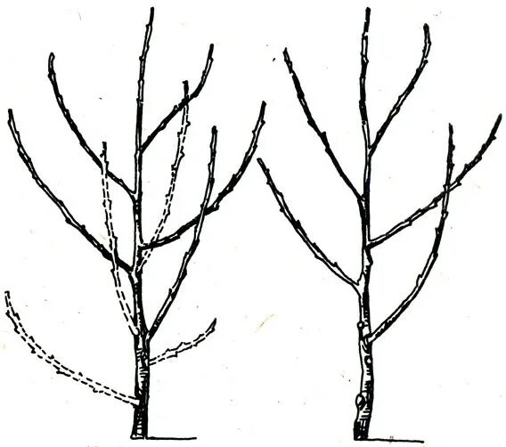 Обрезка черешни когда и как правильно. Обрезать абрикос весной. Кустовидная вишня формировка. Обрезка вишни и черешни весной. Крона алычи обрезка.