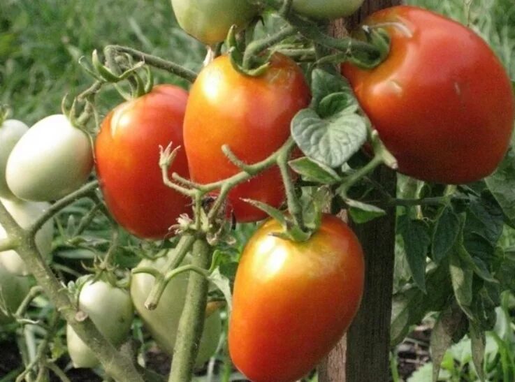 Семена челнок. Сорт помидор челнок. Сорт томатов челнок. Томат тундра. Семена томат челнок.