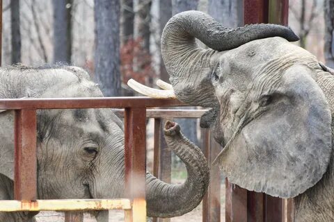 The Elephant Sanctuary.