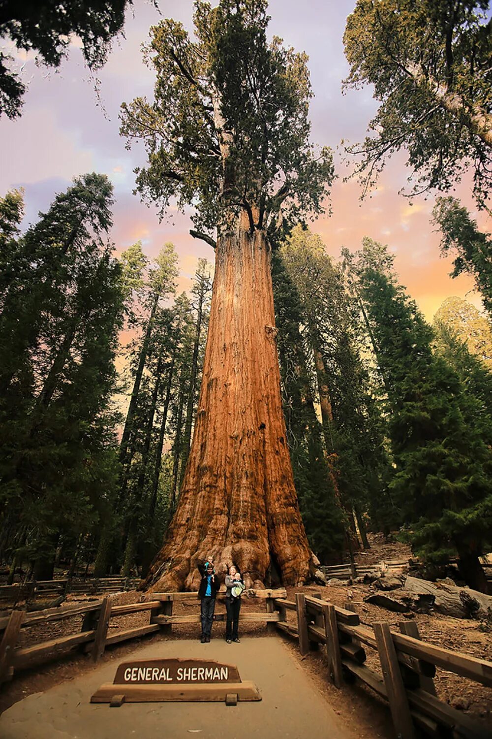 Самая большая секвойя генерал шерман. Секвойя дерево генерал шерман. Парк секвойя генерал шерман. Парк секвойя генерал шерман. Дерево генерала.