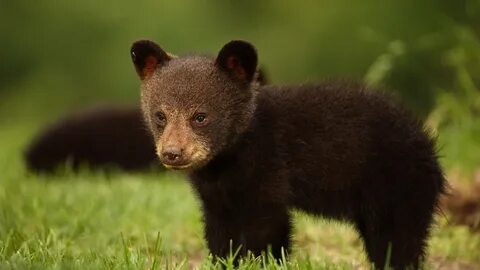 Download 1366x768 Black bear cub in the grass Wallpaper.