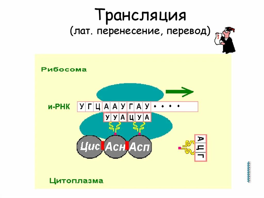 Биология задачи на биосинтез белка. Биосинтез белка 10 класс биология. Перевод трансляция. Транскрипция и трансляция Биосинтез белка. Трансляция Биосинтез белка.