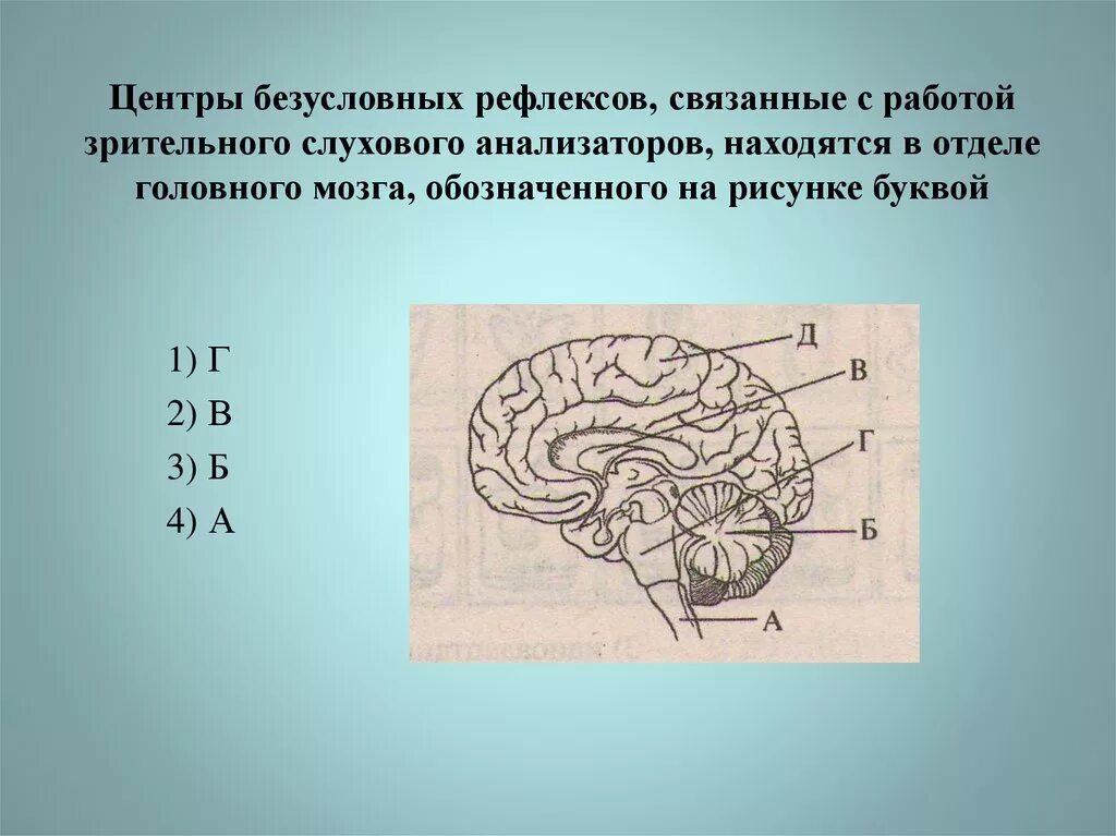 Какие рефлексы обеспечивает головной мозг. Центр безусловных пищевых рефлексов отдел мозга. Центр безусловных рефлексов находится. Центры безусловных рефлексов расположены в. Где находятся центры безусловных рефлексов у человека.