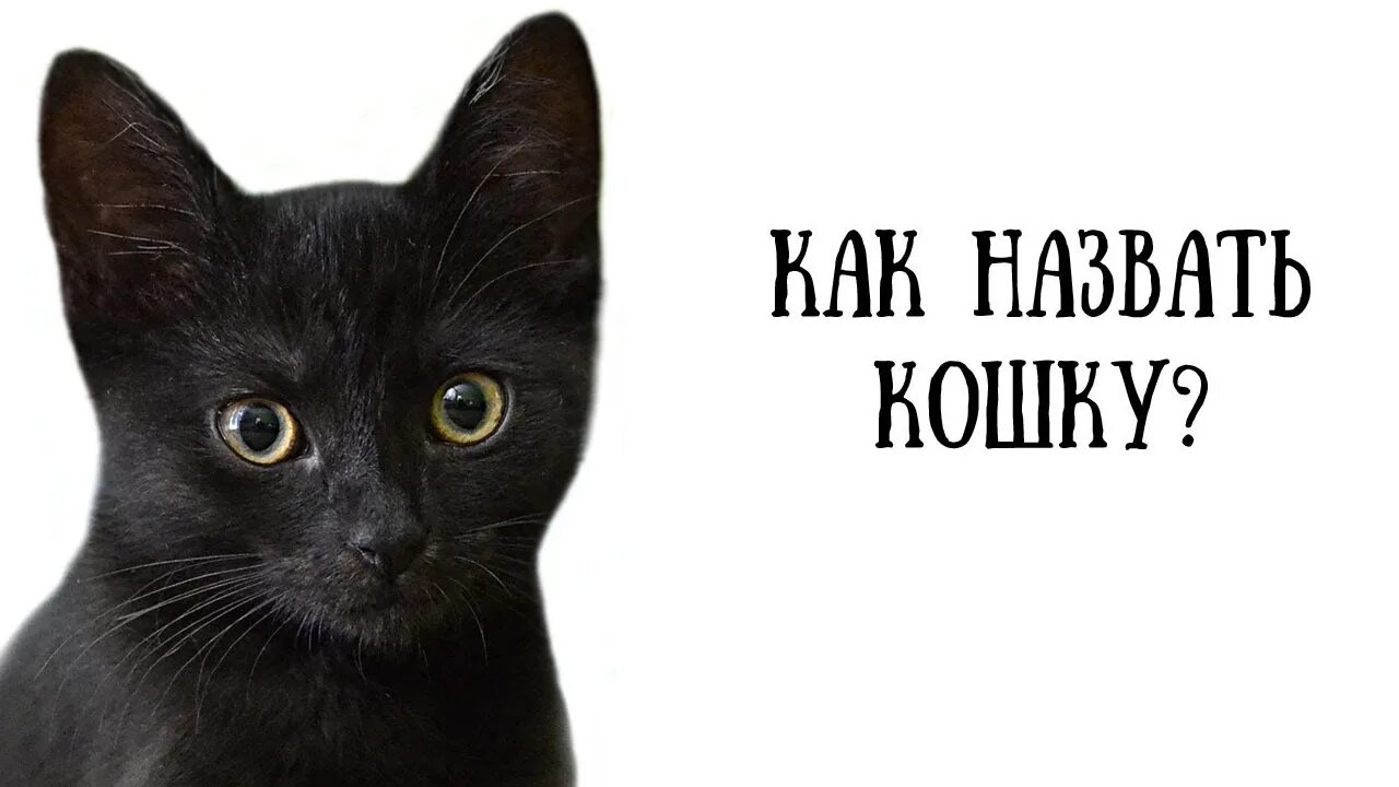 Имя для черно белого кота. Клички для кошек девочек. Красивые имена для кошечек. Имена для чёрных котиков. Имя для черного котика девушке.