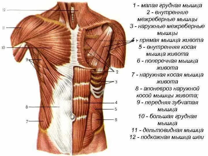 Передняя часть живота. Мышцы живота поверхностный слой вид спереди. Внутренние мышцы грудной клетки анатомия. Глубокие мышцы груди и живота вид сбоку. Мышцы туловища спереди прикрепление.