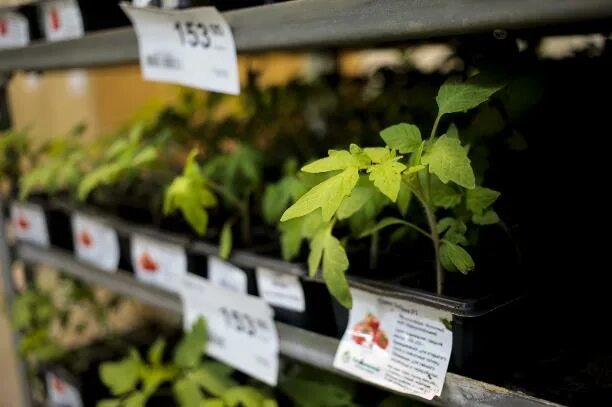 Лучший магазин рассады. Магазин рассады. рассада в магазине окей. нармонка рассада магазин. магазины рассады в балаково.