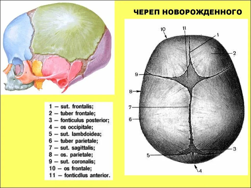 Строение черепа новорожденного швы роднички. Череп новорожденного кости черепа. Сагиттальный шов черепа новорожденного. Череп младенца анатомия строение. Кости родничков