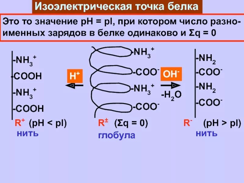 Белковая точка. АСП АРГ фен изоэлектрическая точка. Изоэлектрическая точка белка. Определение изоэлектрической точки белка. PH изоэлектрической точки белка.