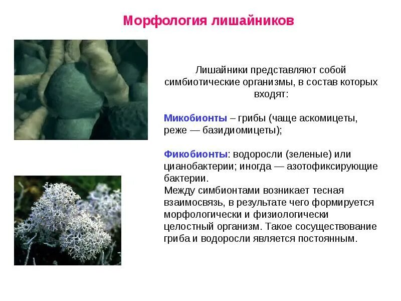 Почему лишайники грибы. Лишайники симбиотические организмы. Что представляют собой лишайники. Морфология лишайников. Бактерии грибы лишайники.