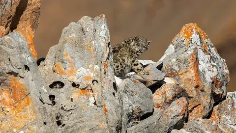 Wildlife photographer of the year 2024
