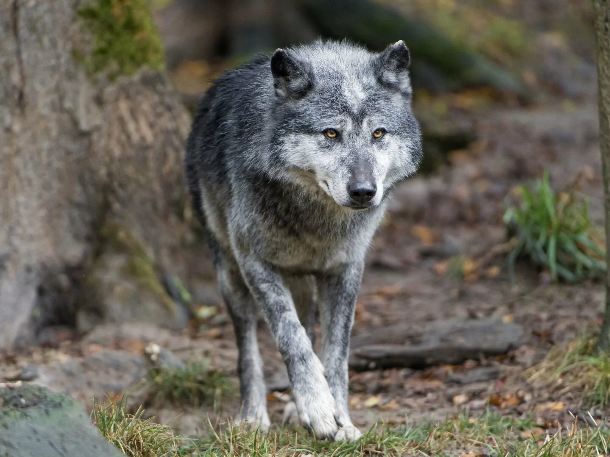 Макензийский Тундровый волк. Волк canis Lupus. Макензийский Равнинный волк. Полярный волкособ.