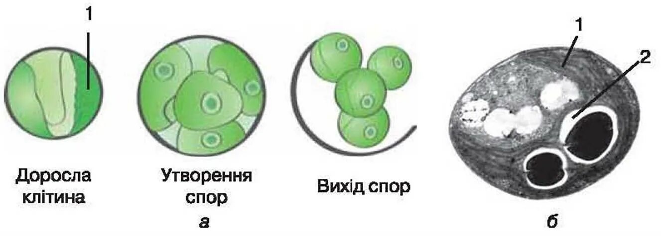 Чем строение хлореллы отличается от строения бактерии. Жизненный цикл хлореллы. одноклеточная водоросль хлорелла. хлорелла жизненный цикл схема. хлорелла водоросль жизненный цикл.