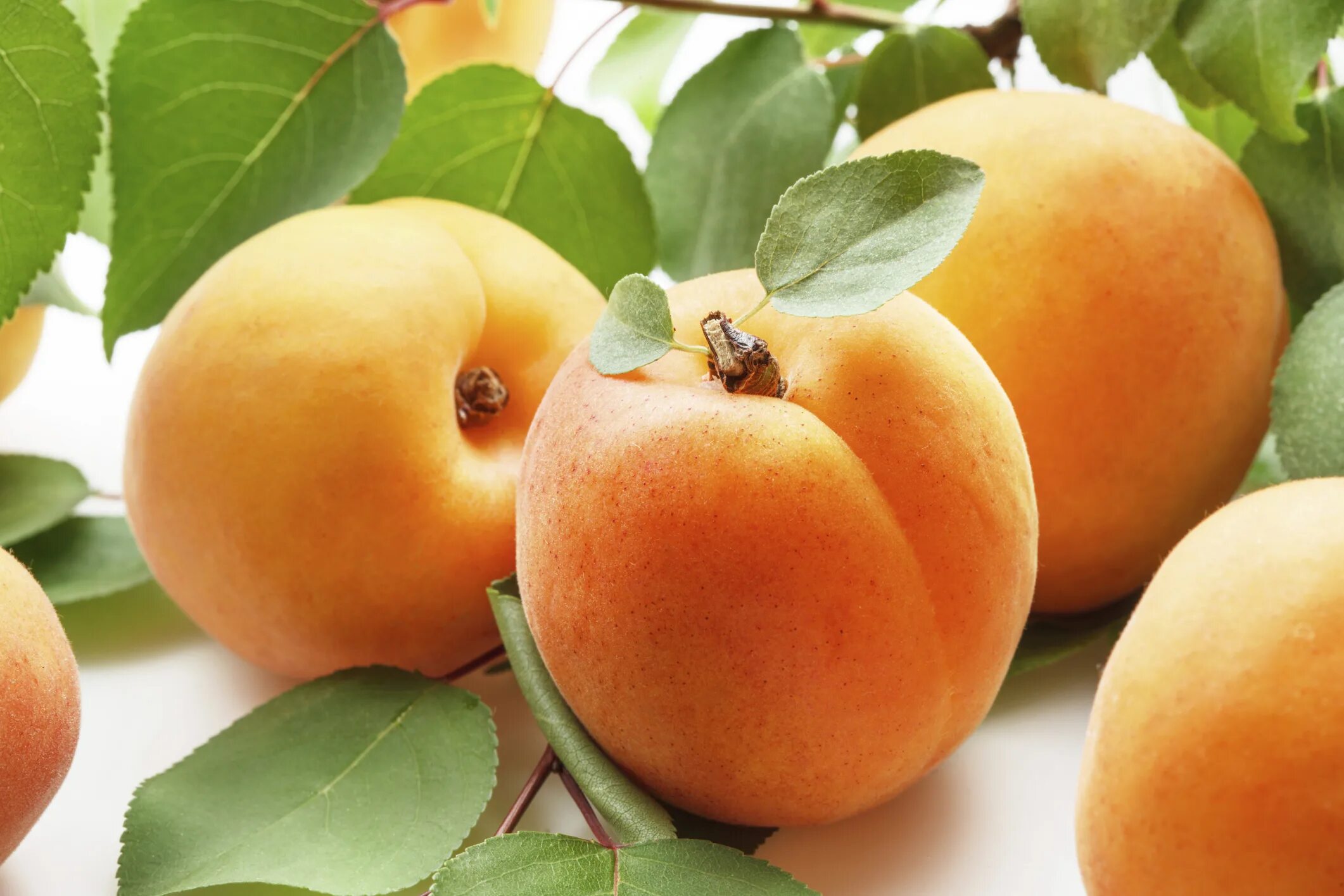 Peach apricot