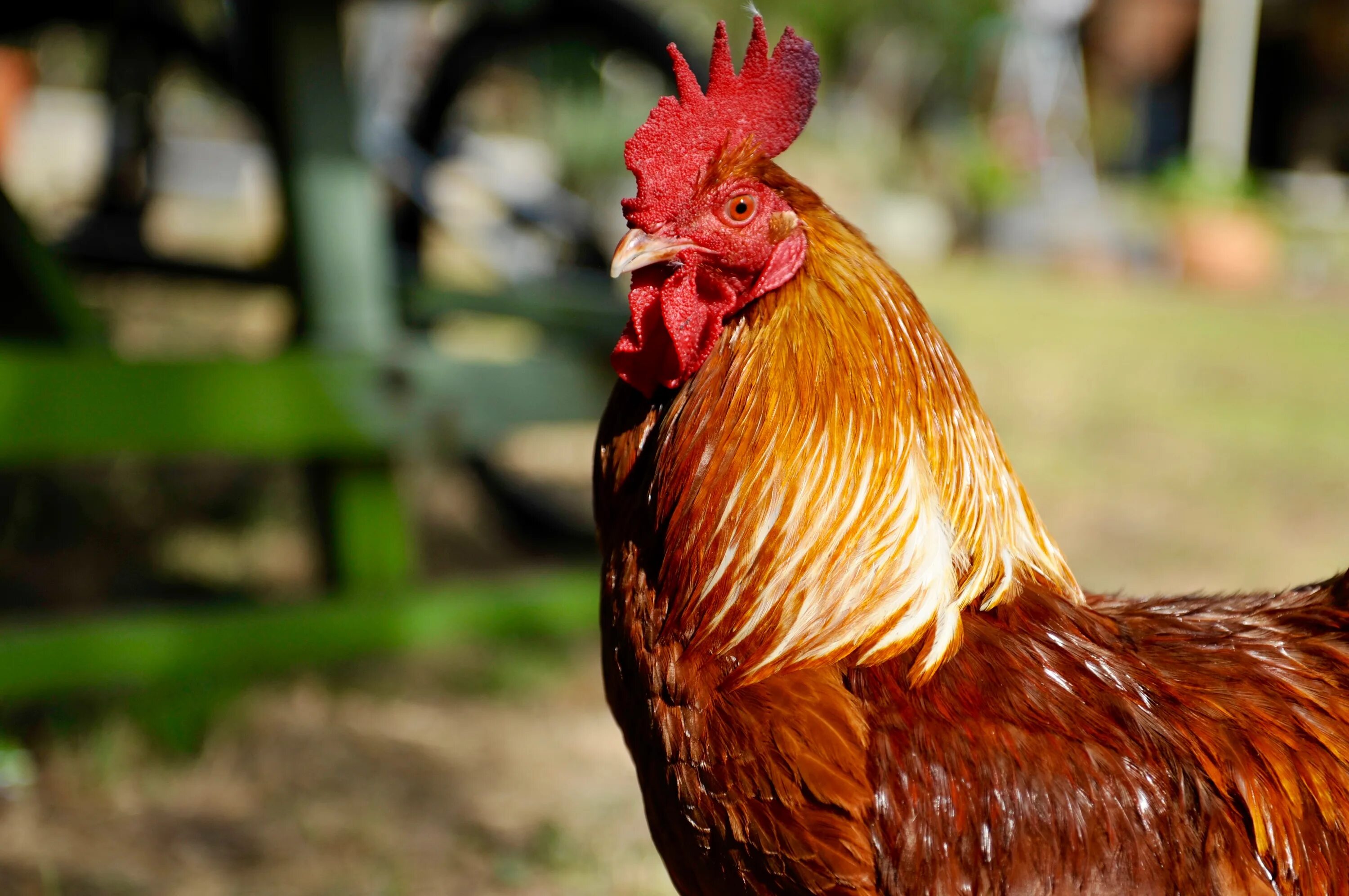 Петух обл. Петух родонит. Гибискус Bantam Rooster. Рыжий петух. Красивый петух.