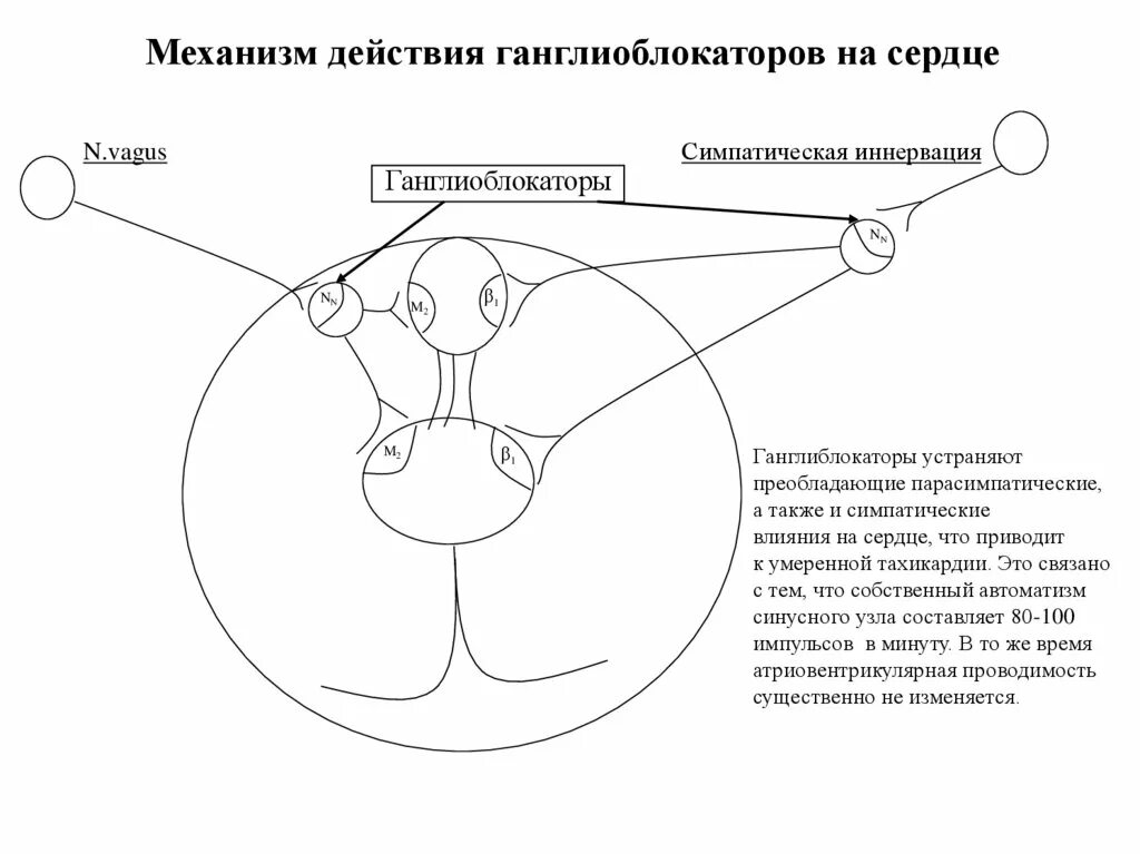 Механизм действия м1 холиноблокаторов. Ганглиоблокаторы механизм действия фармакология. Механизм действия ганглиоблокаторов. Механизм действия ганглиоблокаторов. Ганглиоблокаторы механизм действия.