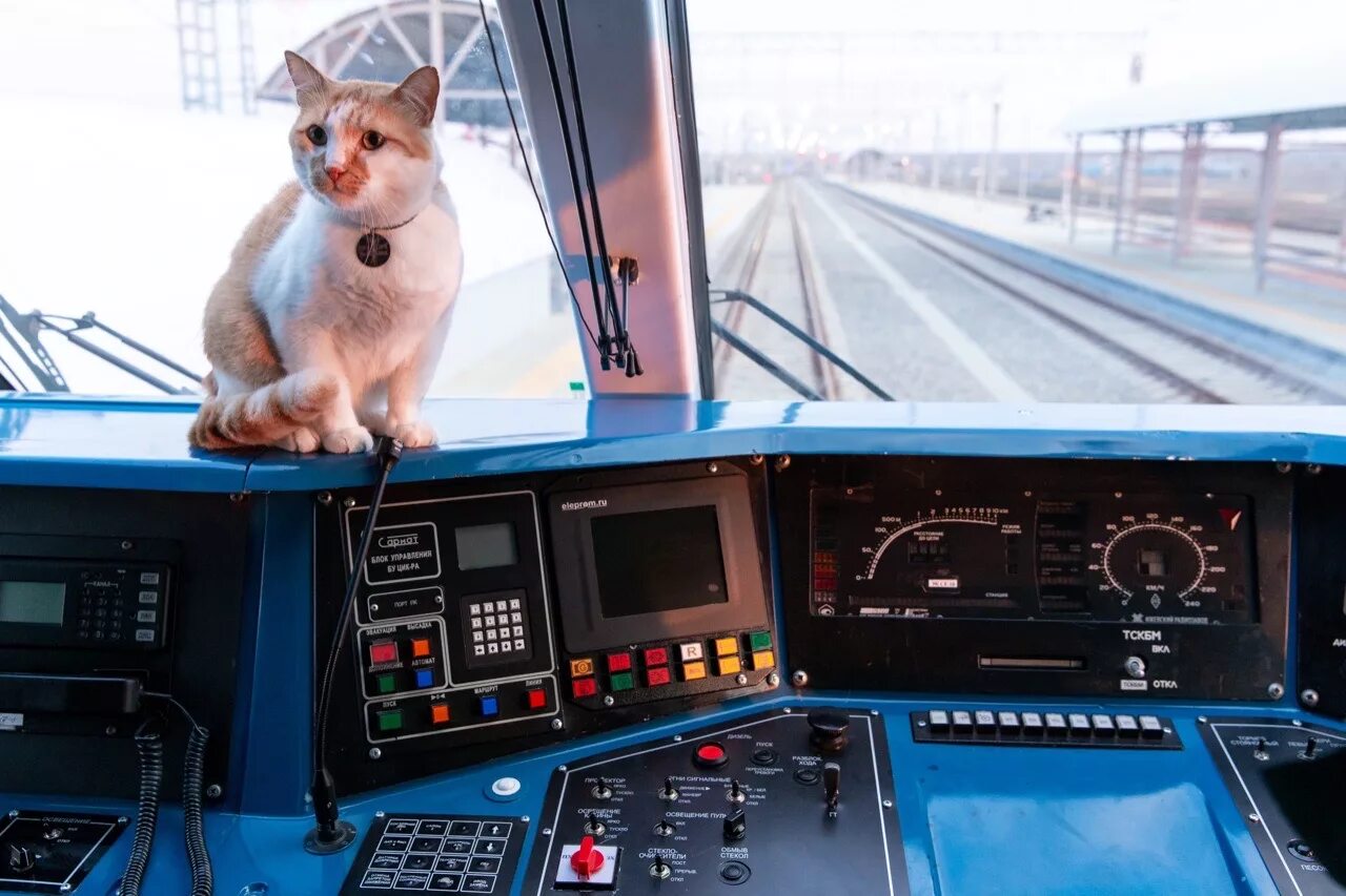 Кот железная дорога. Кот мостик Крымский мост. Кот в кабине машиниста. Железная дорога и кошка. Кабина машиниста.