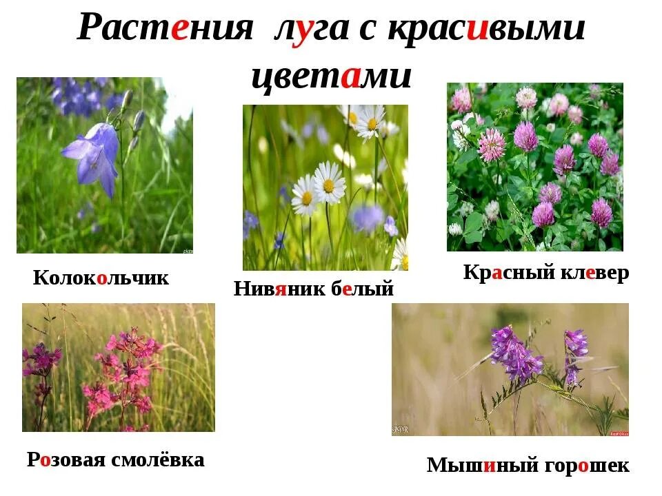 4 растения. Луговые растения названия. полевые цветы названия. растения луга названия. растения растущие на лугах.