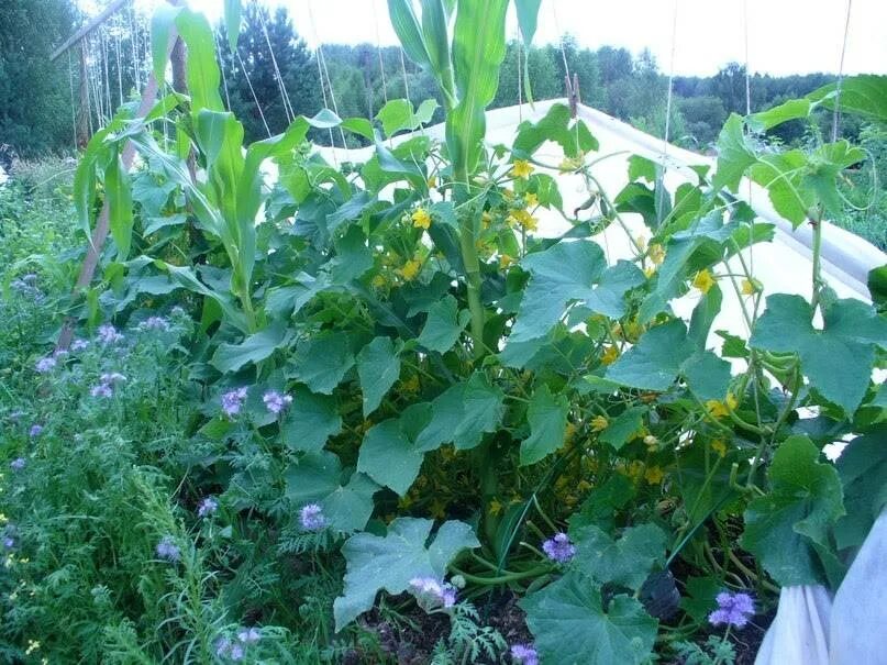 Можно ли сажать горох рядом. Кукуруза в огуречной грядке. Огурцы с кукурузой на грядке. Грядка огурцов с кукурузой. Кукуруза рядом с огурцами.