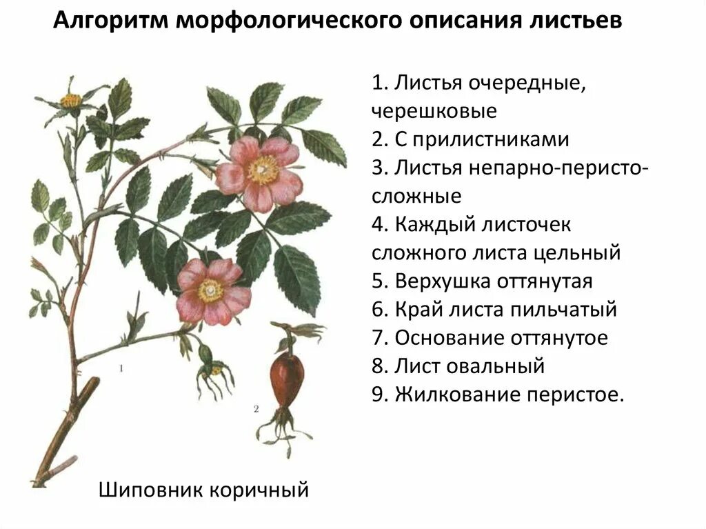 Шиповник сложное или простое. Строение листа шиповника. Лист шиповника описание. Описание листьев шиповника. Морфологическое описание листа шиповника.