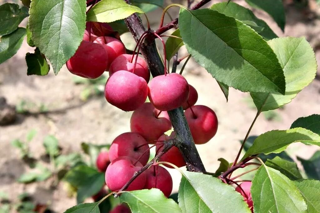 Яблоня быстрый. Яблоня Malus Ola. Яблоня Ола - Malus Ola. Яблоня Райская краснолистная.