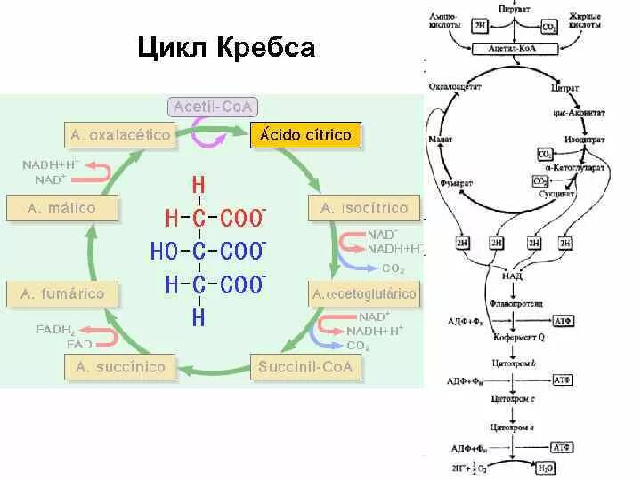 4 реакция цикла кребса. Гликолиз подготовительный цикл Кребса.. Этапы энергетического обмена цикл Кребса. Схема гликолиза и цикла Кребса. Цикл Кребса схема в митохондриях.