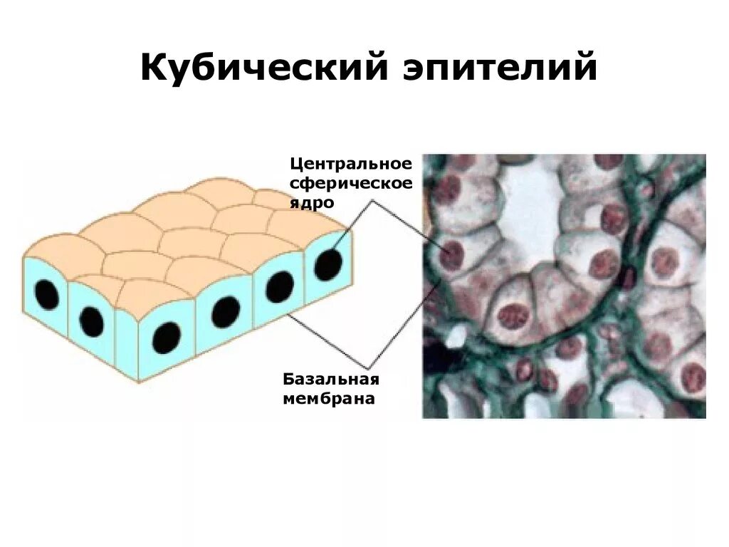 плоский эпителий серозных оболочек мезотелий. почечные канальцы плоский кубический эпителий. схема строения однослойного эпителия. однослойный плоский эпителий мезотелий. однослойный плоский эпителий серозной оболочки мезотелий.