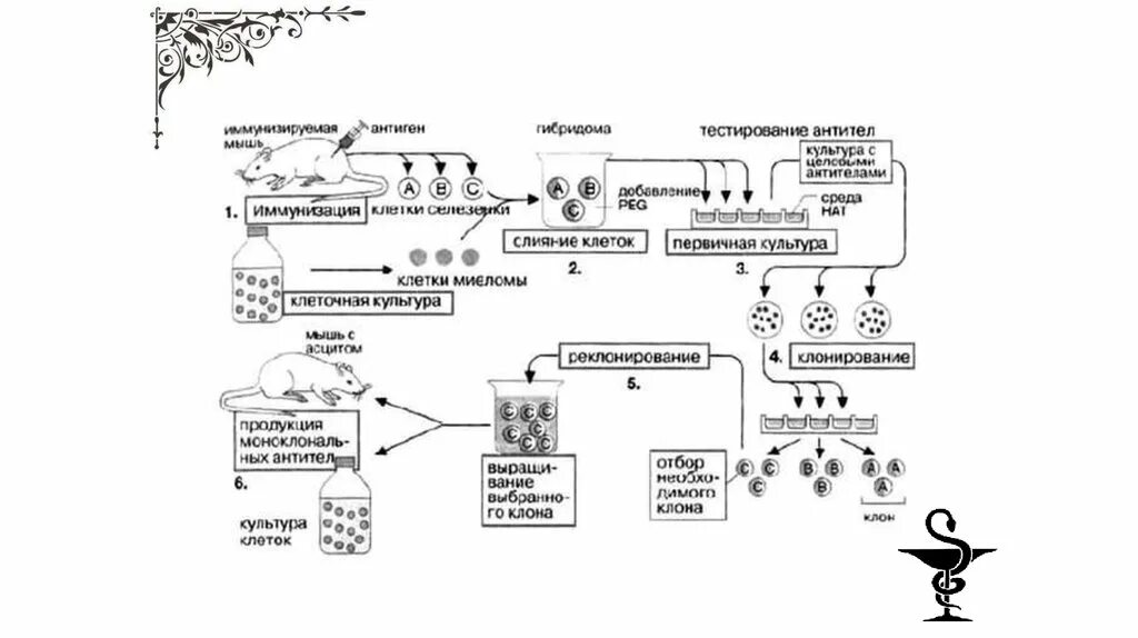 Моноклональные антитела Гибридомная технология. Схема получения моноклональных антител. Схема получения моноклональных антител in vitro. Технологическая схема моноклональных антител. Получение гибридов на основе соединения