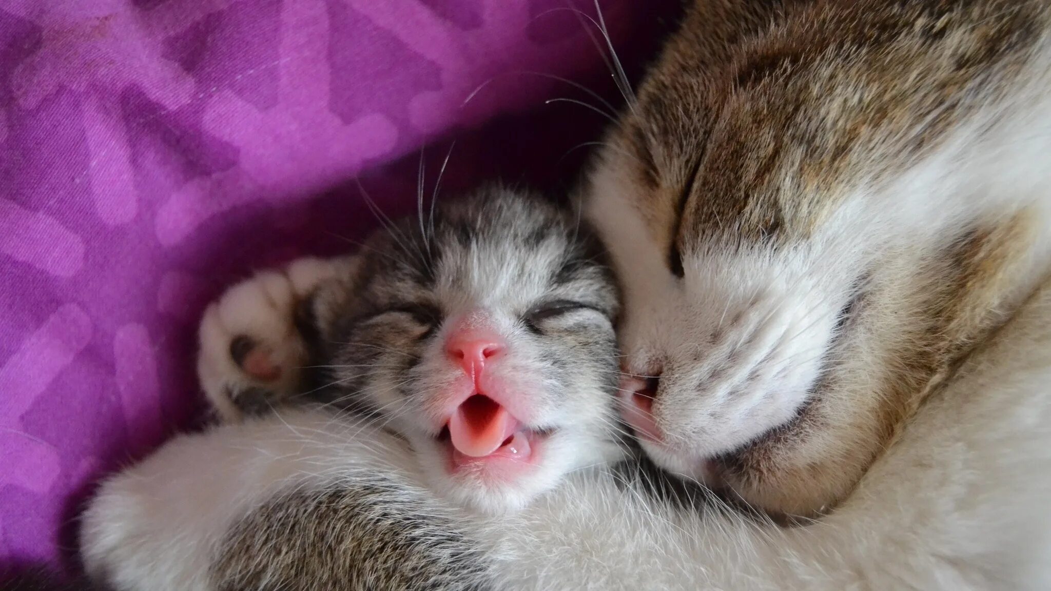 Котята ми ми ми. Милый кот. Кот мимими. Милашки обнимашки. Мимими фото.