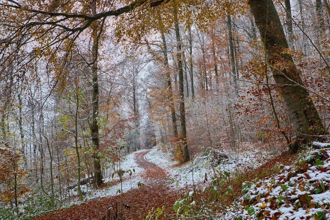 Красивые картинки ноября. Поздняя осень. Поздняя осень в лесу. Конец осени. Лес поздней осенью.