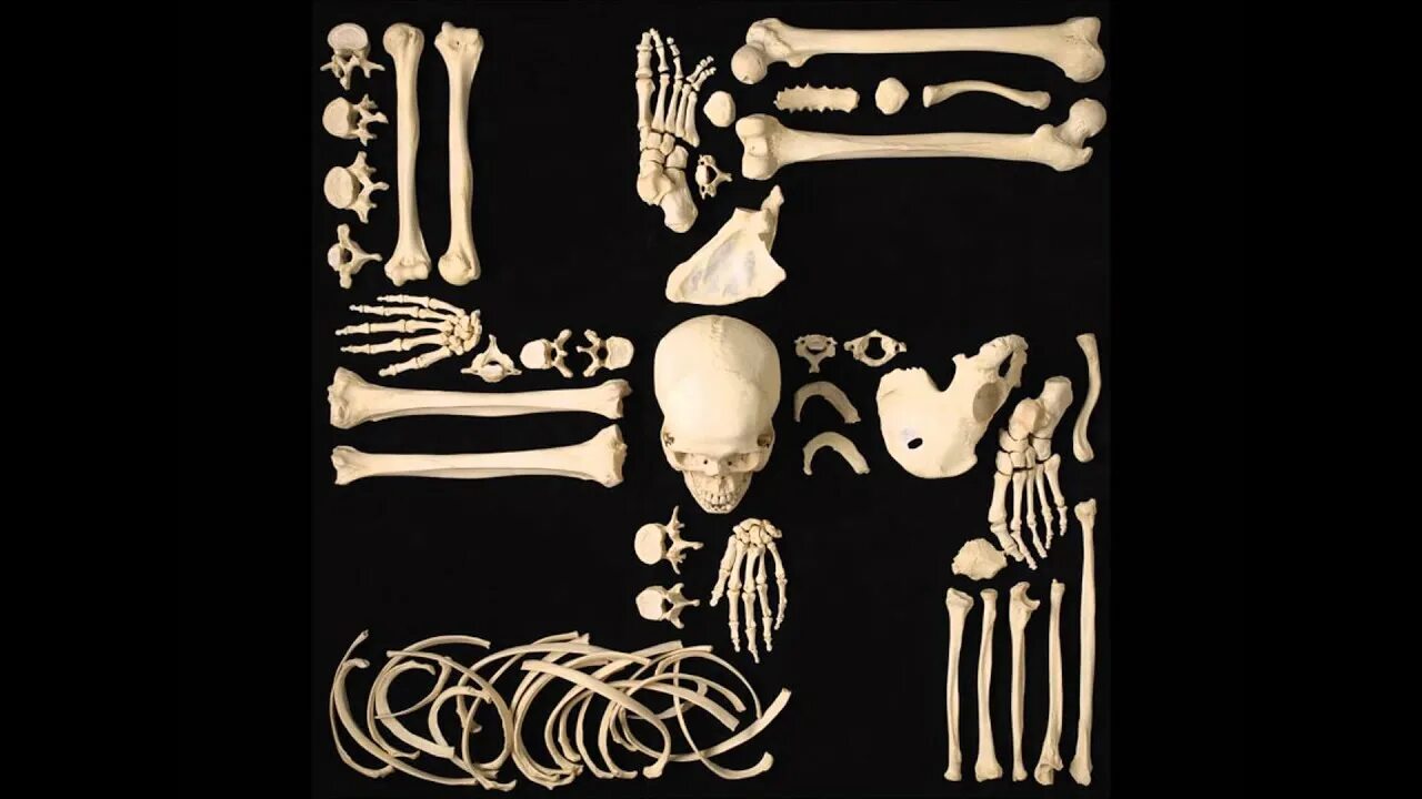 Bone art. Скелет человека Эстетика. Композиция из костей.