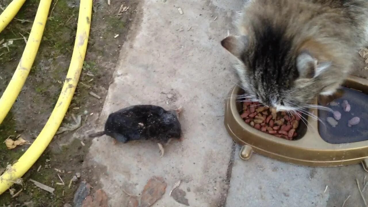 Поймай кротов. Ловля кротов кротоловками.