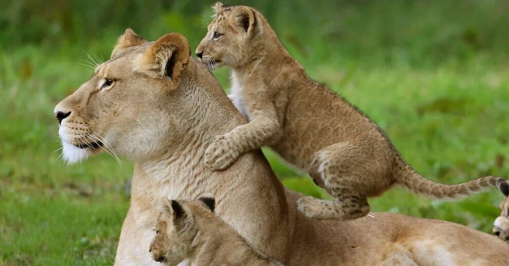Зверей папа звере мама. Лев львица и Львенок. Мама львица и Львенок. Львица и 2 львенка. Мама львица с двумя львятами.