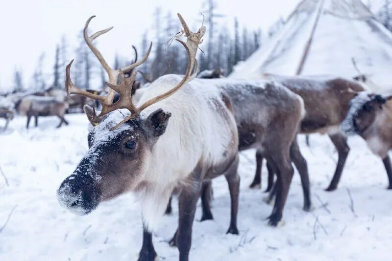 Оленеводы тундра воркута чум. Ямальский олененок летом. Чум олени ненцы ямал. Стойбища оленеводов летом. Ямал тундра ненцы.