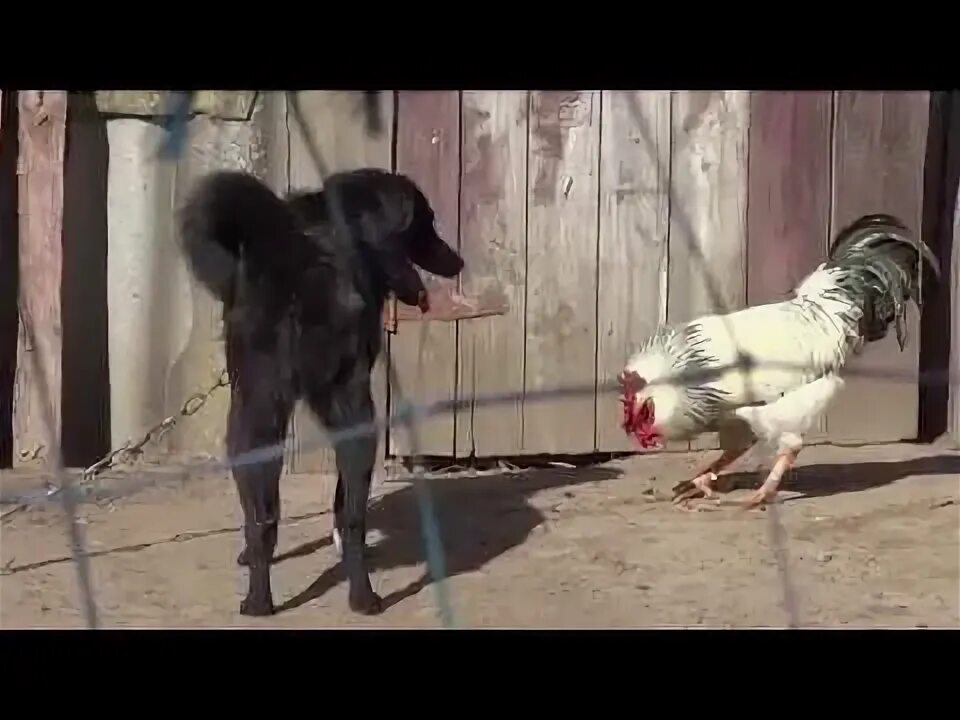 Собака с петухом сношаются. Петухи дерутся. Собака петуха видео. Петух и щенок. Петушиная собака.
