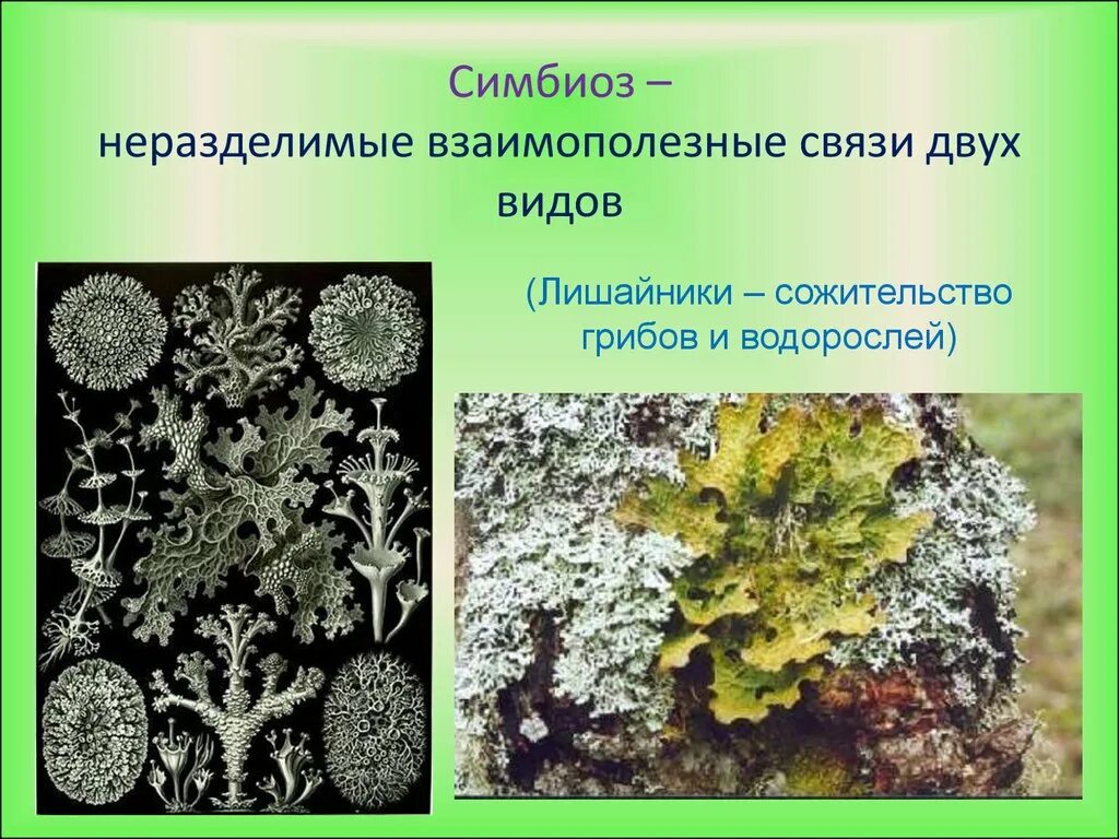 Роль водорослей в лишайнике. Лишайник это симбиоз. Взаимополезные симбиозы. Лишайник сожительство гриба и водоросли. Лишайник вид взаимоотношений.