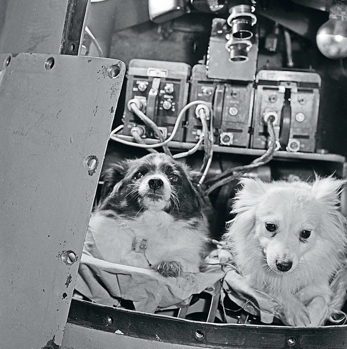 Животные в космосе. Первые животные в космосе. Первые собаки в космосе. Собака в невесомости.