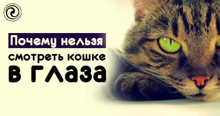 Кошка смотрит в глаза долго