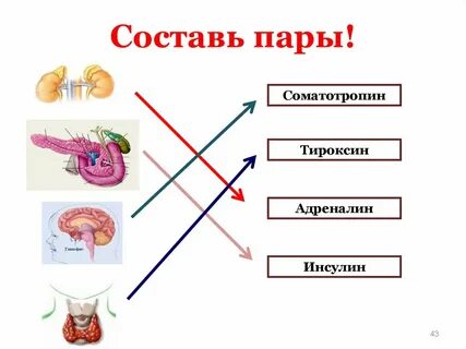 Тироксин адреналин