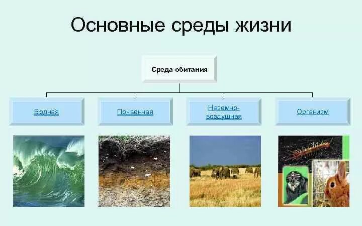 Какие среды обитания на земле. Среда обитания 5 класс биология. Среды жизни. Обитатели среды обитания. Среды жизни организмов.