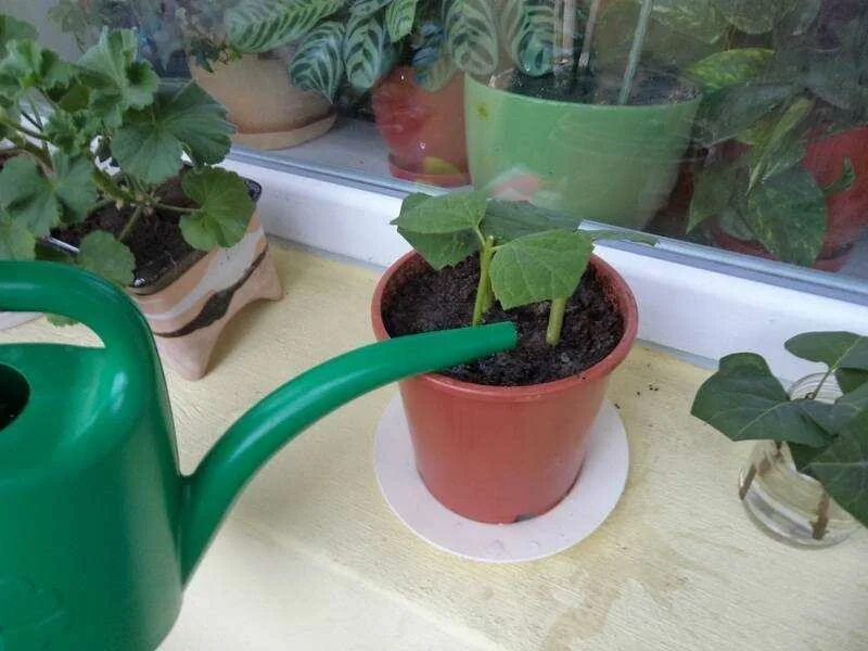 Пеларгония герань полив. Полив растений. Толстянка денежное дерево. Как часто поливать комнатные. Полив фиалки через поддон.