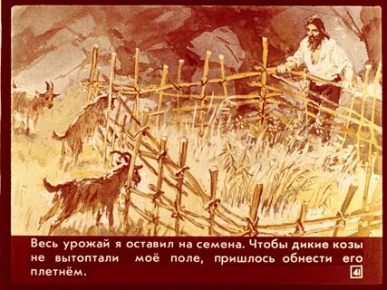 Какую из зерновых культур выращивал робинзон крузо