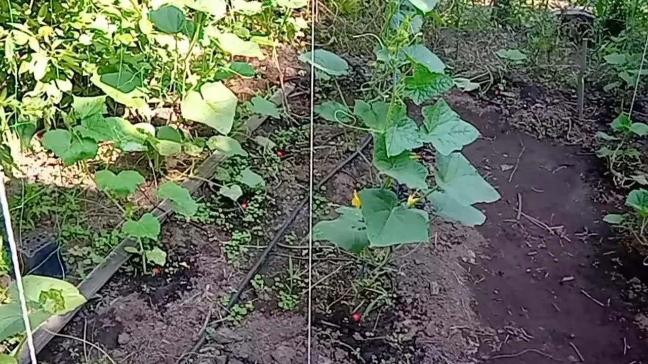 Как сделать капельный полив для огурцов. Система капельного полива для огурцов. автополив огурцов в теплице. дождевание огурцов. капельный полив огурцов в теплице.