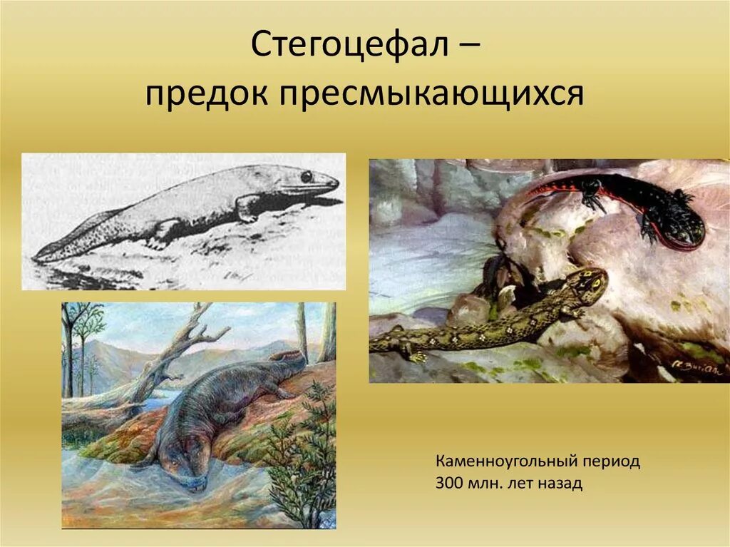 Кто является вымершим предком земноводных