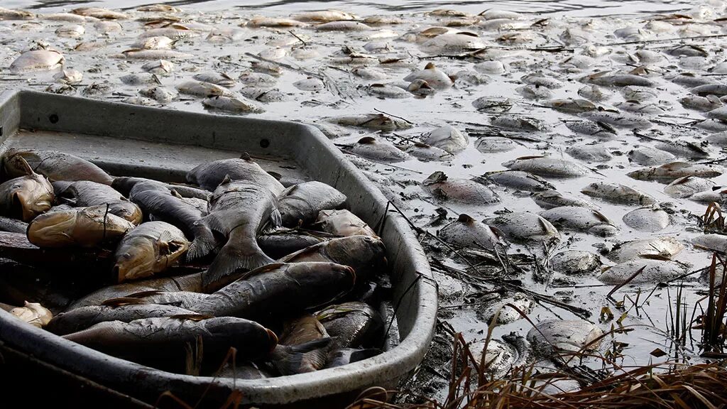 Мертвые водоемы. Экологическая катастрофа. Экологическая катастрофа рыбы. Вымирание рыб. Вымирание рыб из-за загрязнения воды.