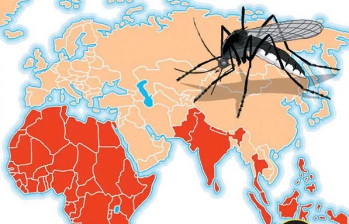 Геморрагическая лихорадка мышиная. Профилактика глпс памятка. Лихорадка чикунгунья распространение. Лихорадка денге эпидемиология патогенез. Лихорадка денге ареал распространения.