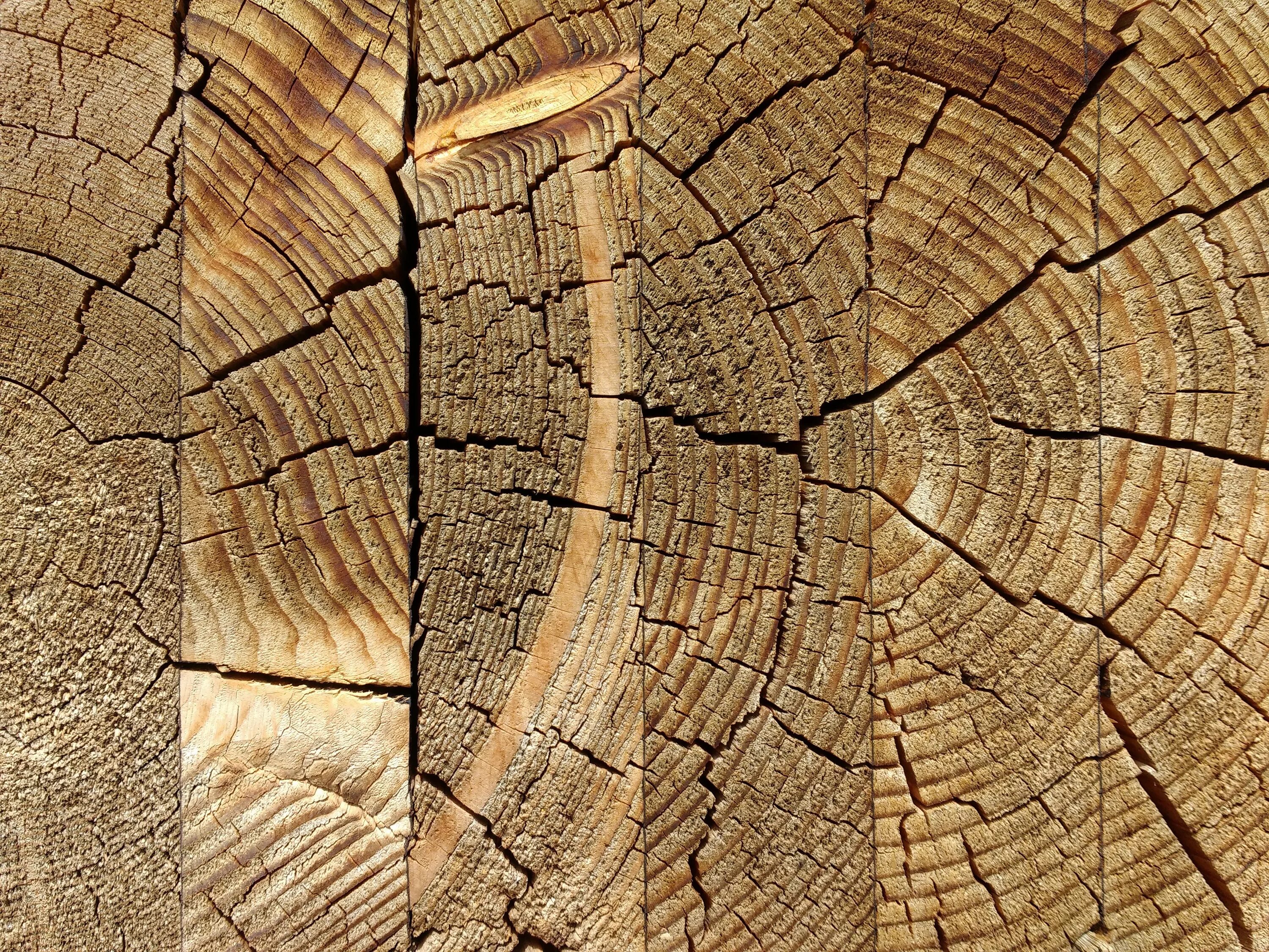 Фактура дерева. Срез дерева. Фактурное дерево. Текстура древесины.