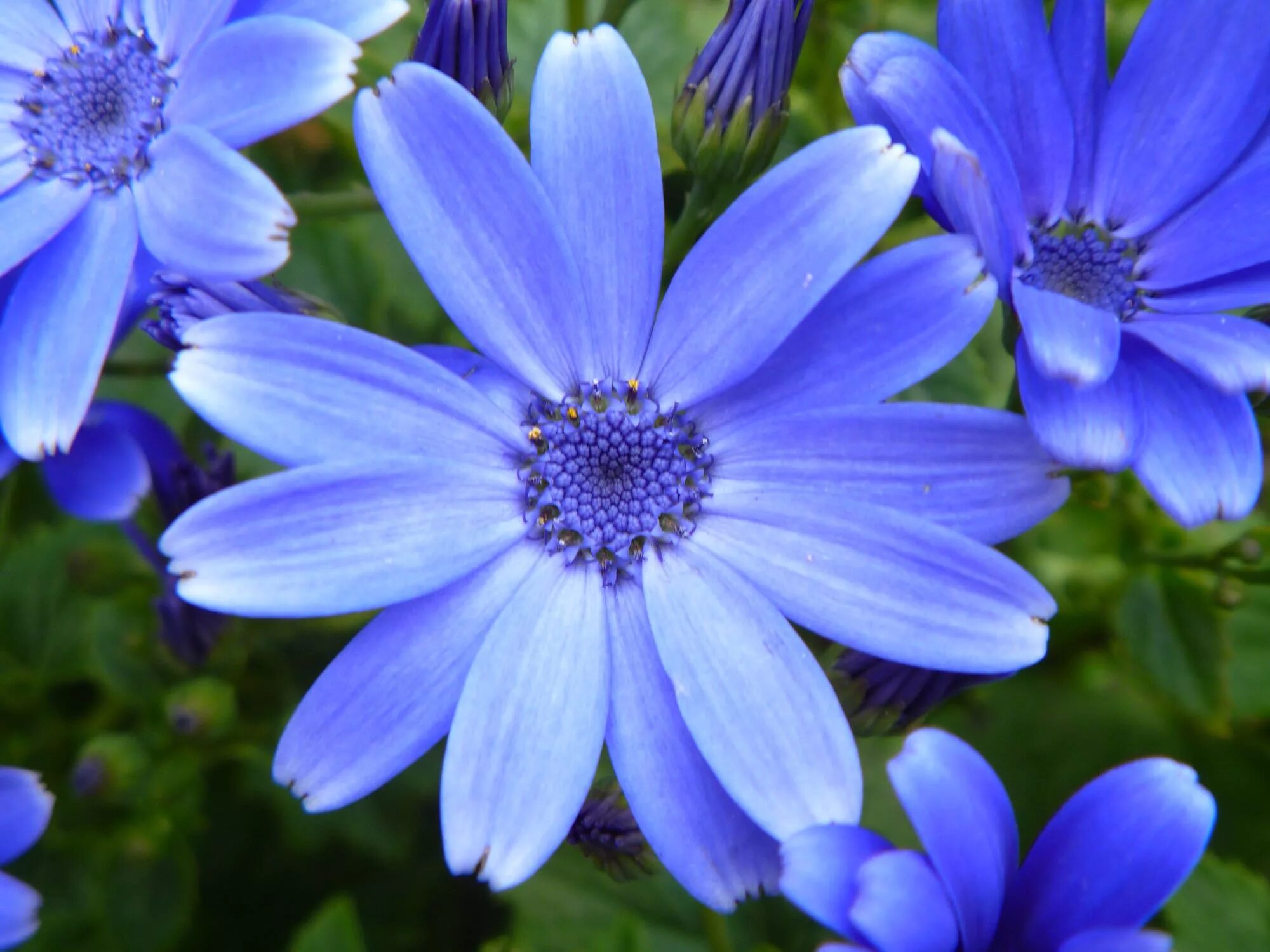 Мускари бледный. Синие цветы. Цветочек голубой. Печеночница (hepatica),. Hepatica nobilis.