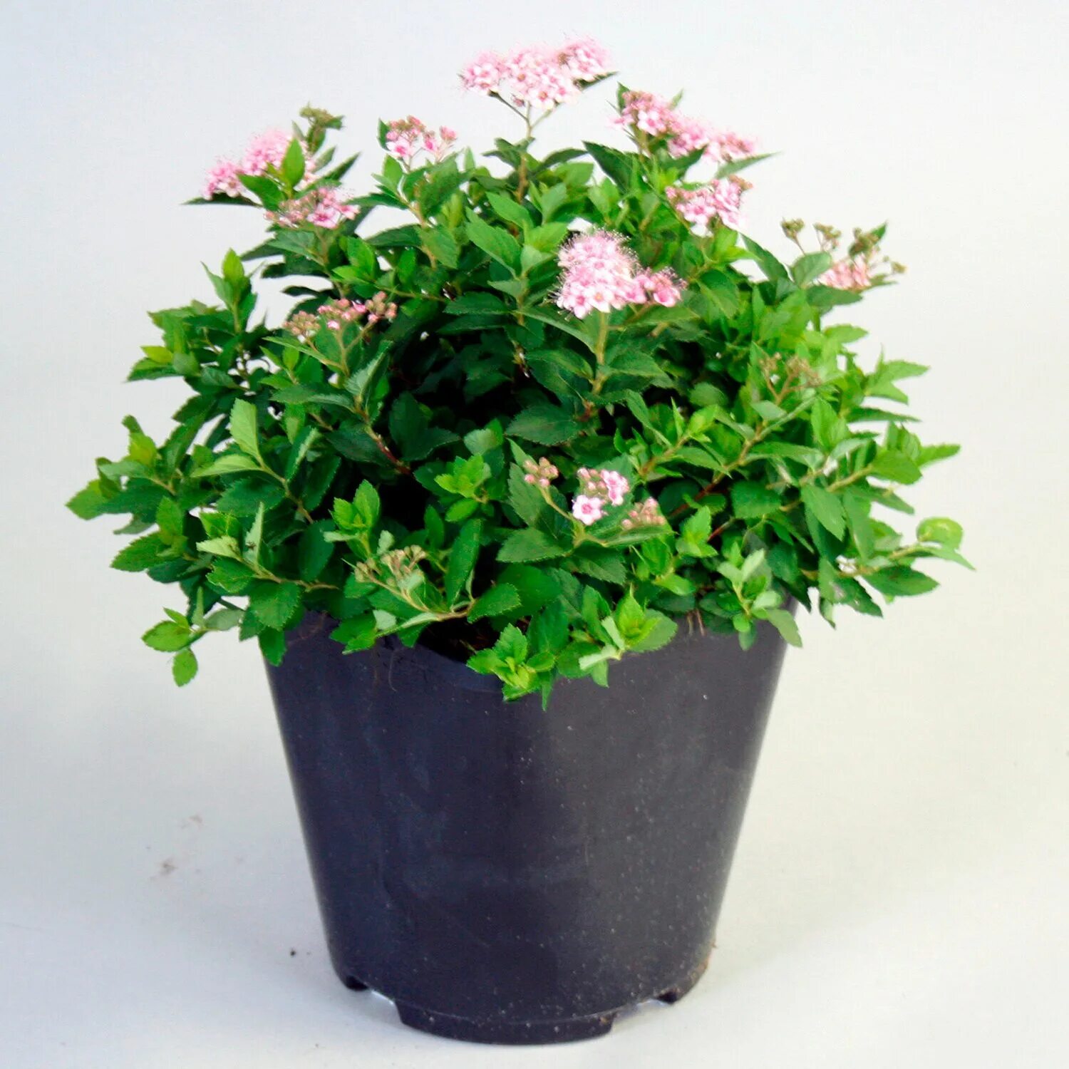 Спирея в кашпо. Спирея японская литтл принцесс. Спирея японская (spiraea japonica `sundrop`). Спирея березолистная spiraea betulifolia. Спирея shirobana.