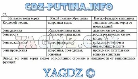 На верхушке корня какая ткань