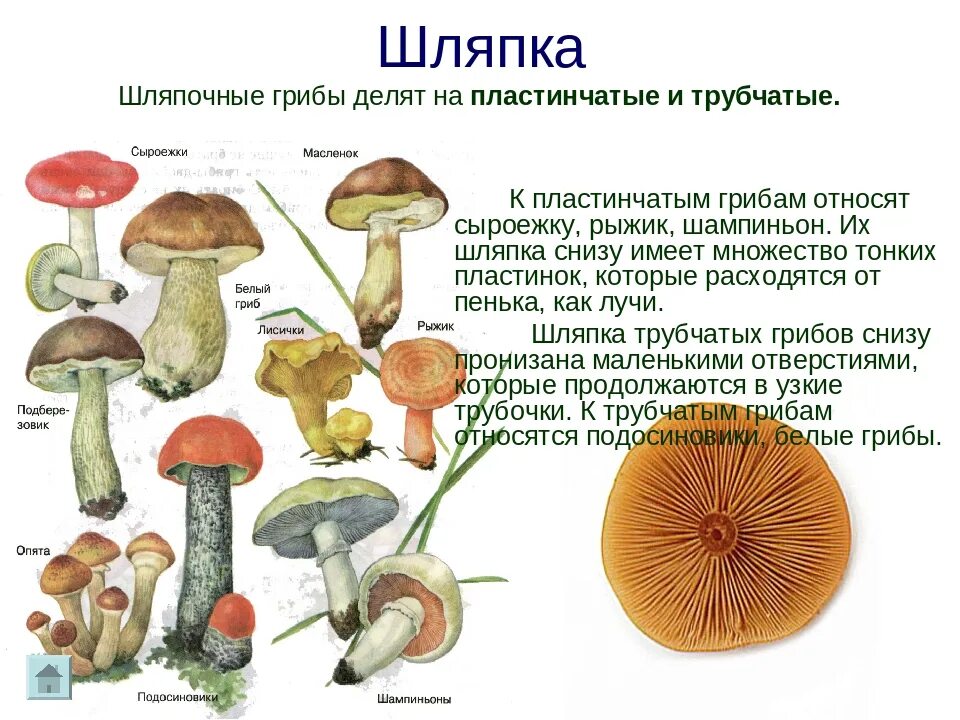 Шляпочные грибы трубчатые и пластинчатые. Трубчатые Шляпочные грибы масленок. Шляпочные грибы пластинчатые грибы. Шляпочные трубчатые грибы Шляпочные пластинчатые грибы.